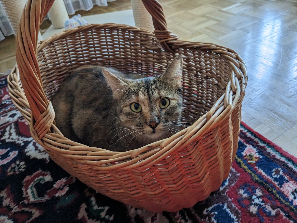 Cini im Korb