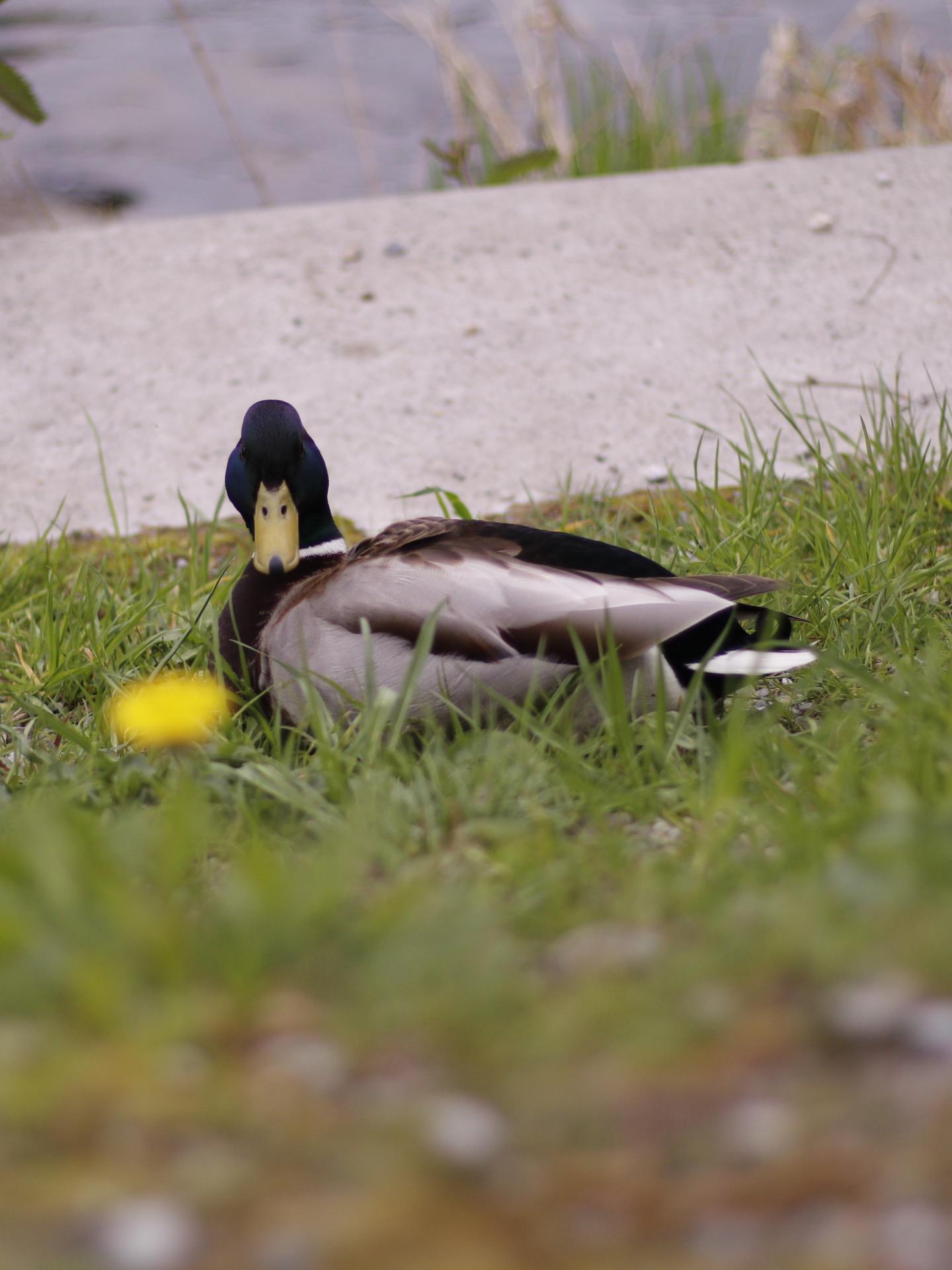Donald