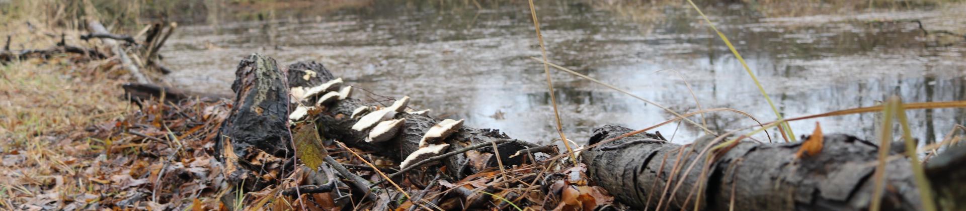 Beispielbild 2